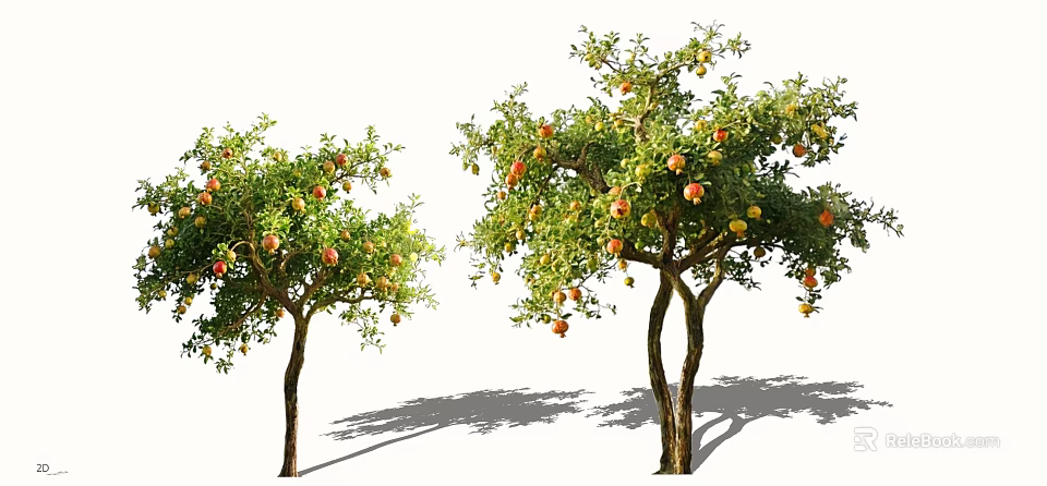 Two Arbor Trees With Lush Green Foliage And Colorful Fruits Casting Natural Shadows 3d model 