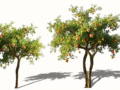 Two Arbor Trees With Lush Green Foliage And Colorful Fruits Casting Natural Shadows 3d model