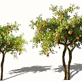 Two Arbor Trees With Lush Green Foliage And Colorful Fruits Casting Natural Shadows