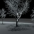 Tall Trees With Bare Branches And Snow Covered Twigs In Winter Landscape