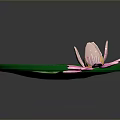 Frog Resting On Green Lotus Leaf With Pink Water Lily Flower