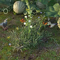 Blooming Wildflowers with Watermelons Vines Butterflies and Birds in Natural Garden