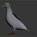 Gray Pigeon with Green Neck Red Feet and Spread Wings on Reflective Surface