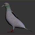 Modern pigeon food pigeon play pigeon 3d model