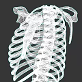 Chest Organs 3D Skeletal Anatomy Model With Ribs Sternum And Clavicle