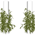 Lush Green Vines Decoratively Wrapping White Pillars With Fresh Leaves And Foliage