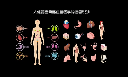 Modern 2D Human Organ Bone Blood Vessel Medical Structure Drawing Description 3d model