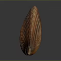 Vibrant Orange Brown Striped Scallop Shell Display On Dark Background