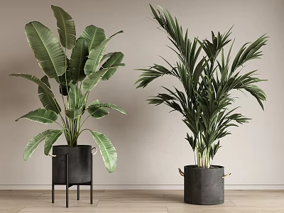 Potted Plants With Large Leaves And Palm In Black Stand And Bucket On Wooden Floor 3d model