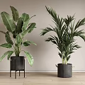 Potted Plants With Large Leaves And Palm In Black Stand And Bucket On Wooden Floor