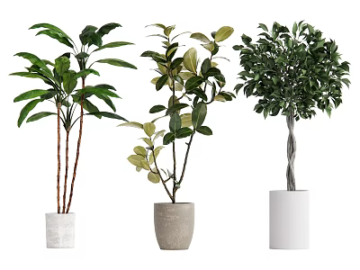 Indoor Potted Plants With Large Green And Variegated Leaves In White Gray Ceramic Pots 3d model