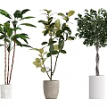 Indoor Potted Plants With Large Green And Variegated Leaves In White Gray Ceramic Pots