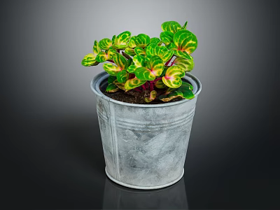 Colorful Variegated Indoor Plant With Green Red Yellow Leaves In Galvanized Metal Pot 3d model