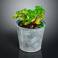 Colorful Variegated Indoor Plant With Green Red Yellow Leaves In Galvanized Metal Pot