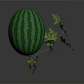 Fresh Green Striped Watermelon With Natural Green Leaves On Dark Background
