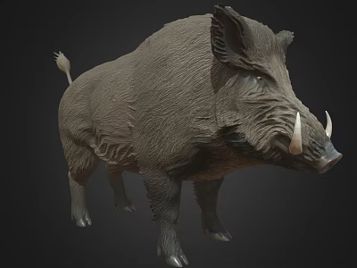 Wild Boar With Prominent Tusks And Thick Fur Standing On Dark Background 3d model