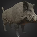 Wild Boar With Prominent Tusks And Thick Fur Standing On Dark Background