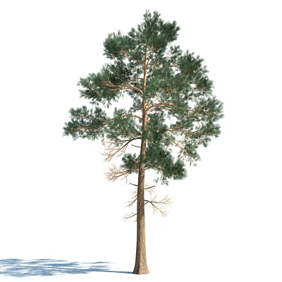 The Modern Tree 3d model The Modern Tree 3d model