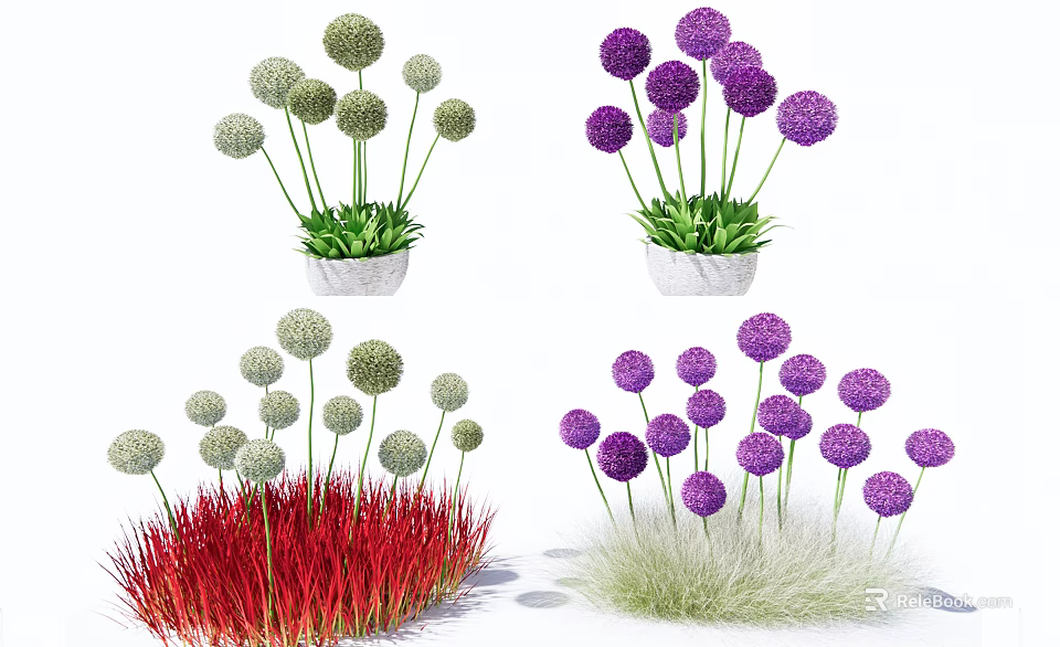 Decorative Garden Plants Featuring White Purple Spherical Flowers And Red Green Grass In White Pots 3d model 