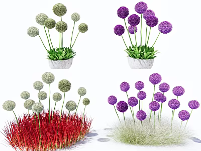 Decorative Garden Plants Featuring White Purple Spherical Flowers And Red Green Grass In White Pots 3d model