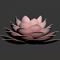 Beautiful Pink Lotus Flower With Soft Layered Petals On Dark Background