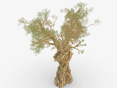 Unique Tree with Twisted Trunk and Green Foliage in Natural Environment 3d model