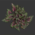 Green And Purple Variegated Leaf Plant In Metal Pot Against Dark Background