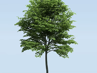 Lush Green Arbor With Dense Foliage And Straight Trunk Against Blue Sky 3d model