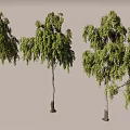 Three Tall Arbor Trees With Green Leaves Providing Shade And Natural Scene