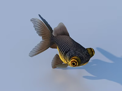 Goldfish With Black And Gold Coloration Bulging Eyes And Flowing Fins On Light Blue Background 3d model