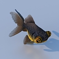 goldfish ornamental fish pet fish koi carp 3d model