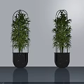Potted Green Bamboo Plants In Black Metal Planters Against White Wall And Gray Reflective Floor