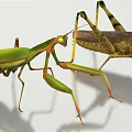 Modern mantis insect grasshopper mantis 3d model