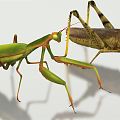 Modern mantis insect grasshopper mantis 3d model