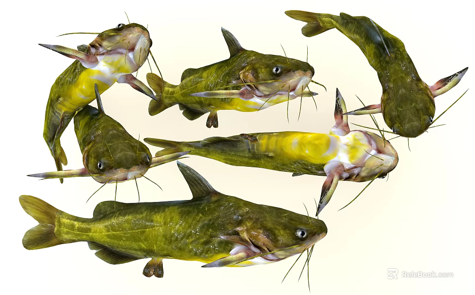 Multiple Green Yellow Catfish With Whiskers And Fins As Aquatic Animal Specimens 3d model 