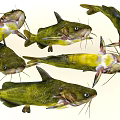 Multiple Green Yellow Catfish With Whiskers And Fins As Aquatic Animal Specimens