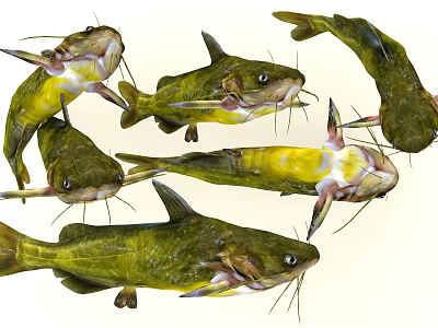Multiple Green Yellow Catfish With Whiskers And Fins As Aquatic Animal Specimens 3d model