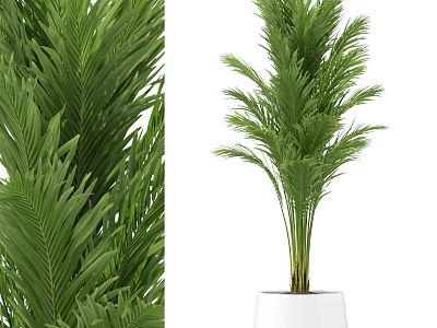 Lush Green Potted Plant With Long Feathery Leaves In White Ceramic Pot For Indoor Decor 3d model