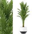 Lush Green Potted Plant With Long Feathery Leaves In White Ceramic Pot For Indoor Decor