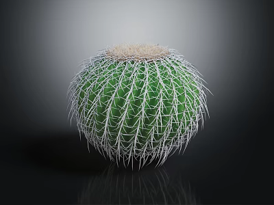 Green Spherical Cactus With White Thorns And Round Top Fuzzy Texture 3d model