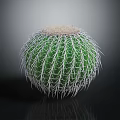 Green Spherical Cactus With White Thorns And Round Top Fuzzy Texture