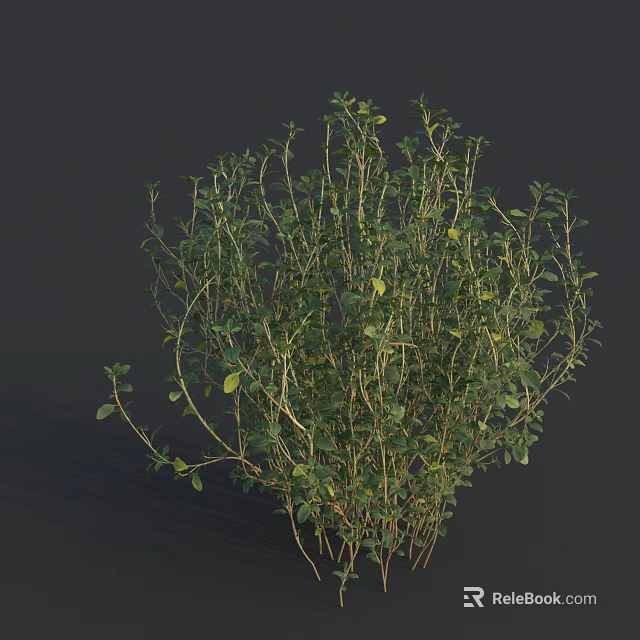 Green Bush with Lush Foliage Slender Stems and Dark Background 3D Rendering 3d model