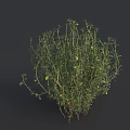 Green Bush with Lush Foliage Slender Stems and Dark Background 3D Rendering 3d model