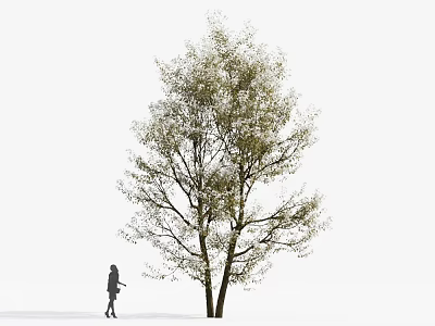 Tall Arbor Tree With Green Leaves And Person Silhouette On Simple Background 3d model