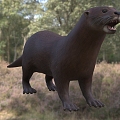 Modern Spotted Neck Otter Animal Creatures 3d model