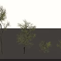Green Arbor Trees of Various Sizes Display Lush Foliage in Outdoor Landscape