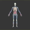 Detailed Blue Human Figure 3D Anatomy Model With Skeletal Lines And Reflective Surface