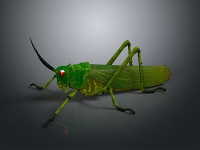 Realistic Green Grasshopper With Red Eyes Long Antennae And Slender Legs On Gray Background 3d model