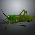 Realistic Green Grasshopper With Red Eyes Long Antennae And Slender Legs On Gray Background