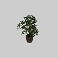 Potted Bonsai Plant with Lush Green Foliage in Brown Clay Pot for Indoor Decoration